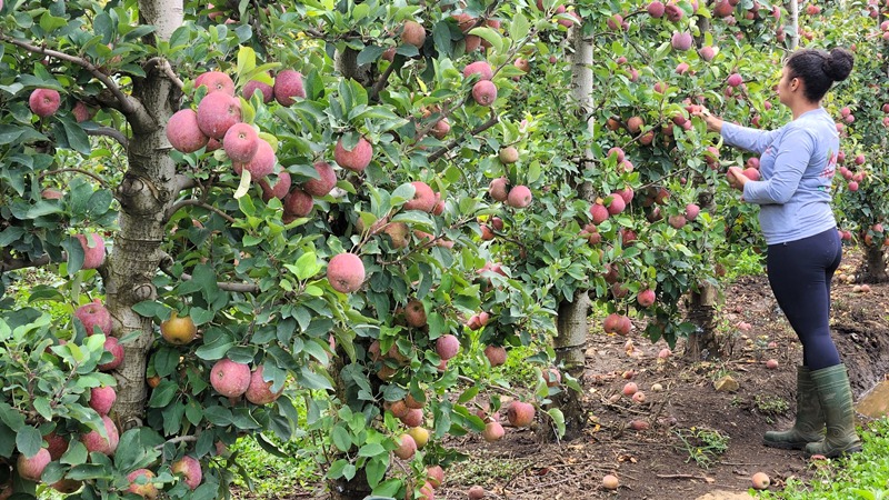 Serra Catarinense garante R$ 2 milhões no Programa de Aquisição de Alimentos