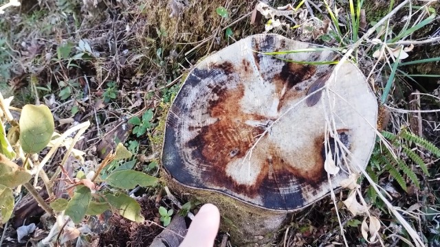 Flagrante do corte ilegal de árvores em Urubici