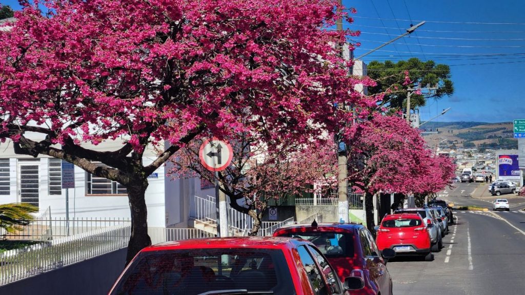 Florada das cerejeiras colore Lages e transforma inverno em cenário encantador