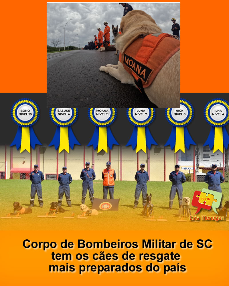 Corpo de Bombeiros Militar de Santa Catarina tem os cães de resgate mais preparados do país