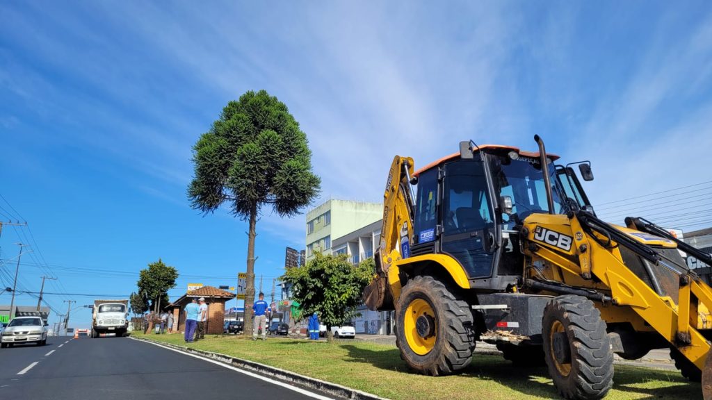Prefeitura inicia retirada de araucárias do canteiro central da Avenida Presidente Vargas para melhorar fluxo viário