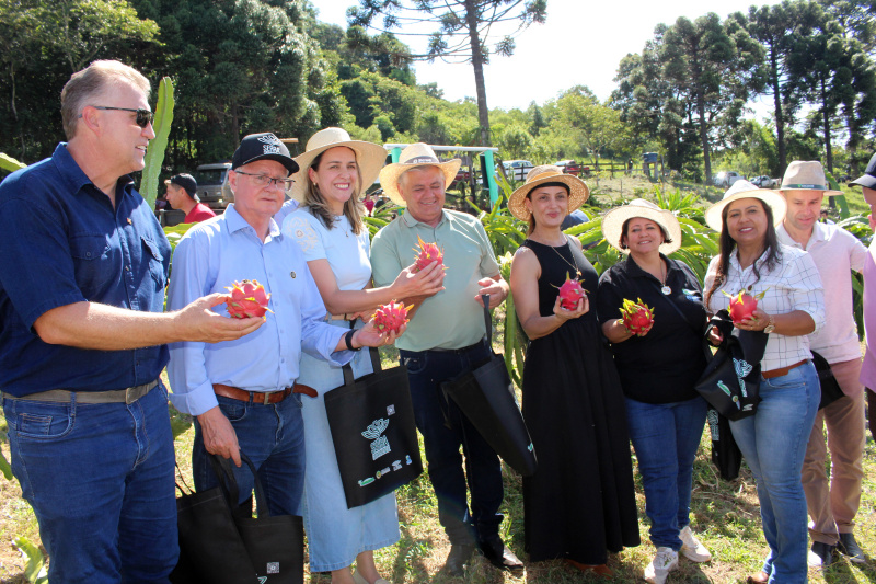 Começou a colheita da Pitaya