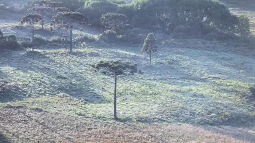 O Despertar Gelado: O Impacto e a Mística do Inverno Antecipado na Serra Catarinense
