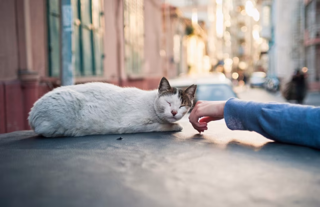 O Fenômeno do Animal Comunitário: Entre a Responsabilidade Coletiva e o Direito à Cidade